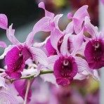 Dendrobium Indonesia Raya Red